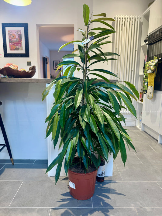 140cm Ficus Amstel King house plant