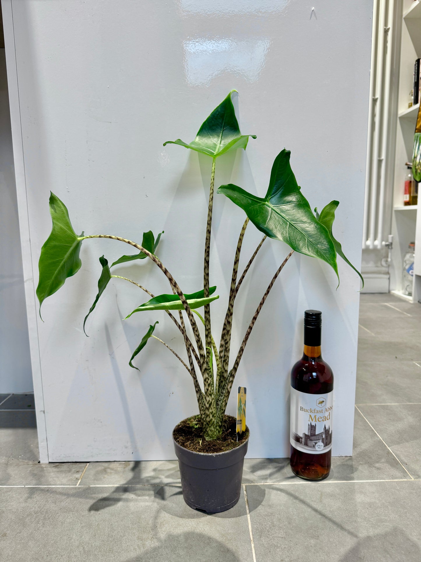 75cm Alocasia Siberian tiger