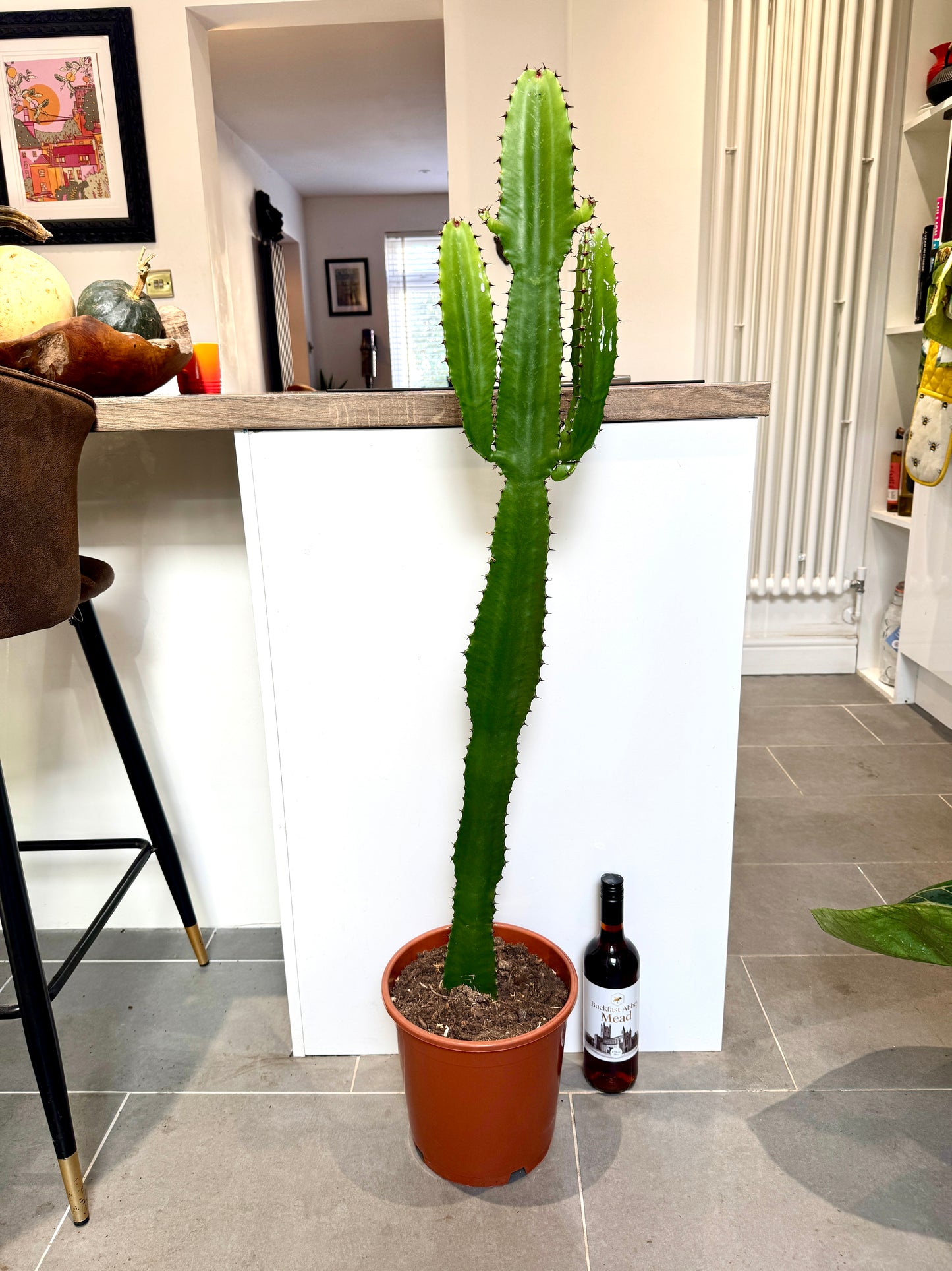 130cm Euphorbia Acrurensis Cactus