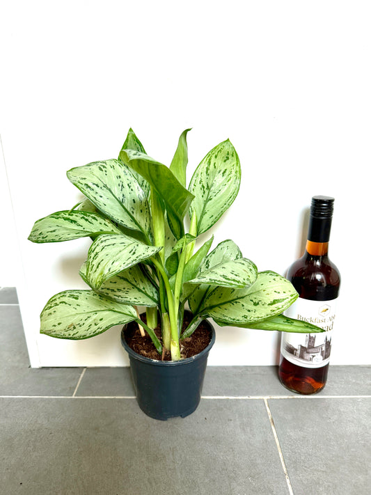 35cm Aglaonema Maria Hybrid