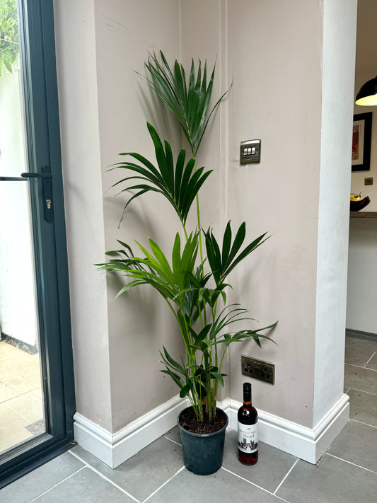 140cm Howea Forsteriana (Kentia Palm)