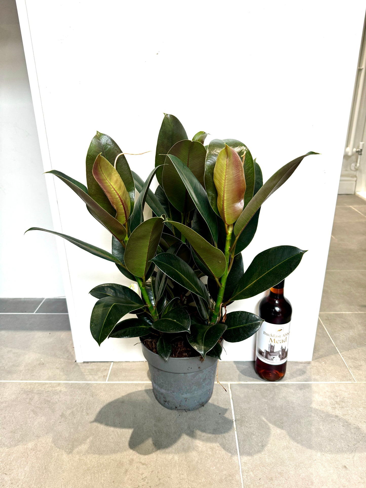 55cm Triple Stem Ficus Elastica rubber plant