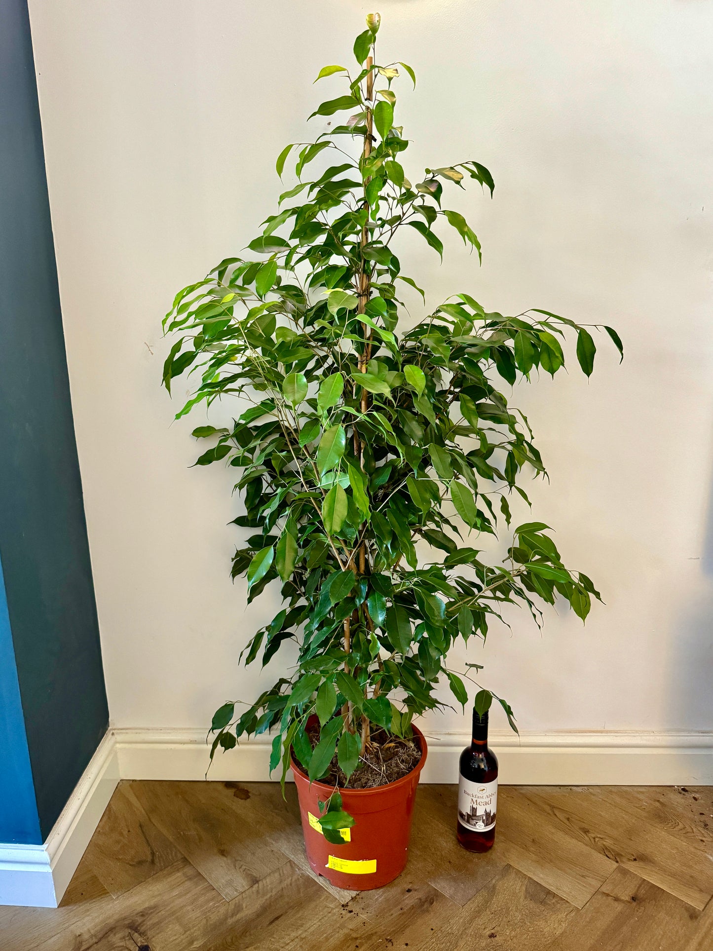 150cm Ficus Benjamina Danielle