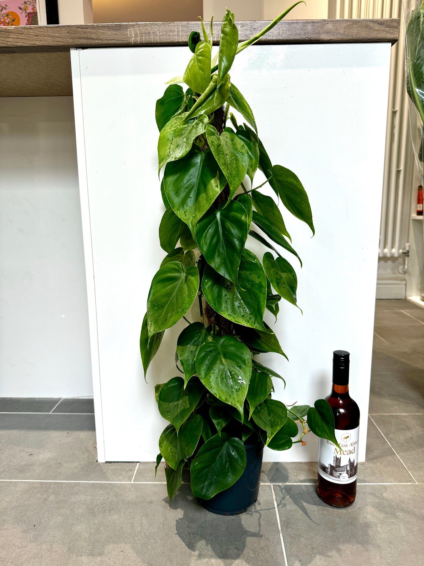 90cm Philodendron Scandens