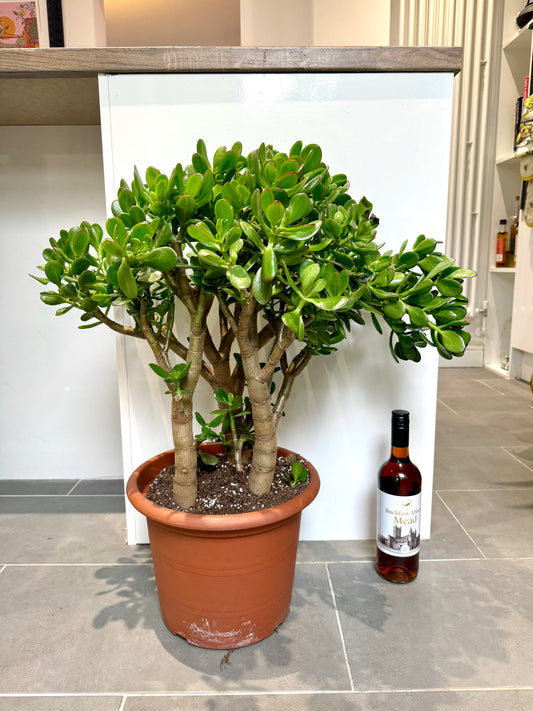 80cm Giant Crassula Ovata (Jade Plant)