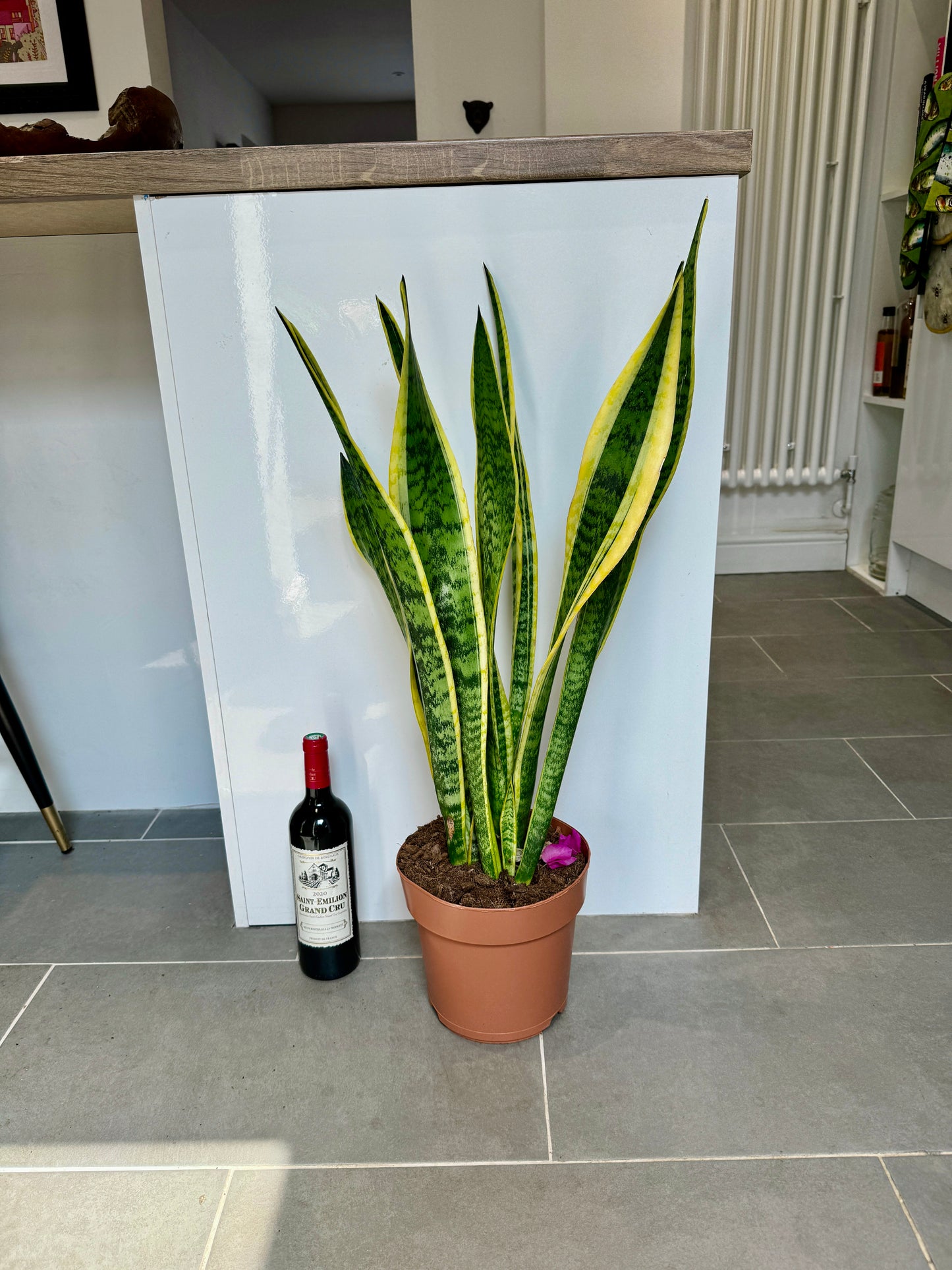 80cm Sansevieria (Snake / Mother in Law’s Tongue Plant)