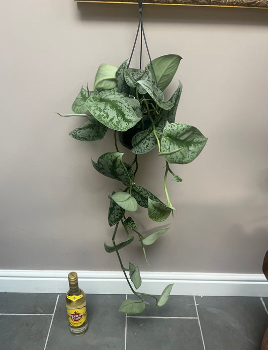 75cm Scindapsus Pictus (Satin Pothos)