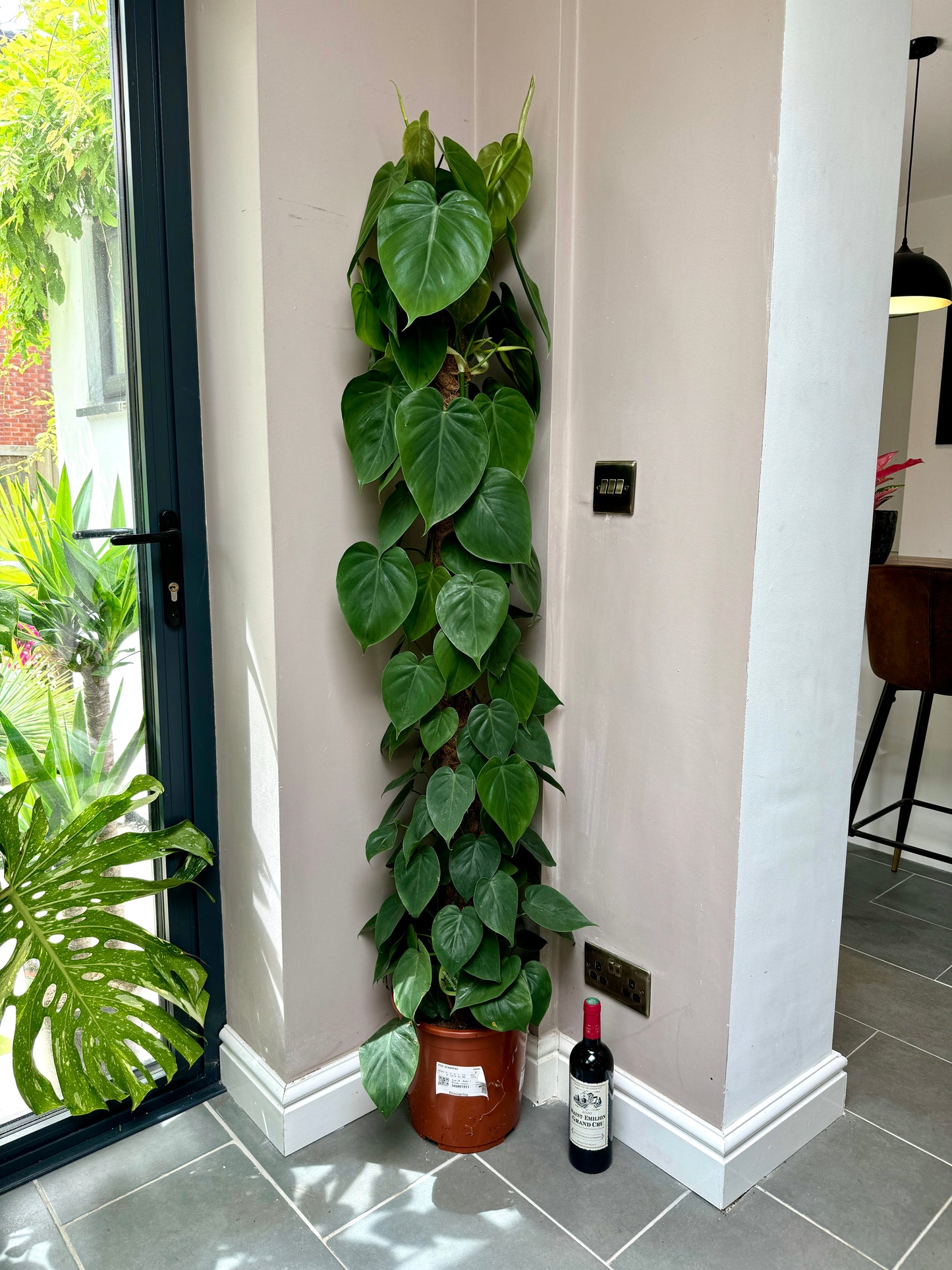 160cm Philodendron Scandens