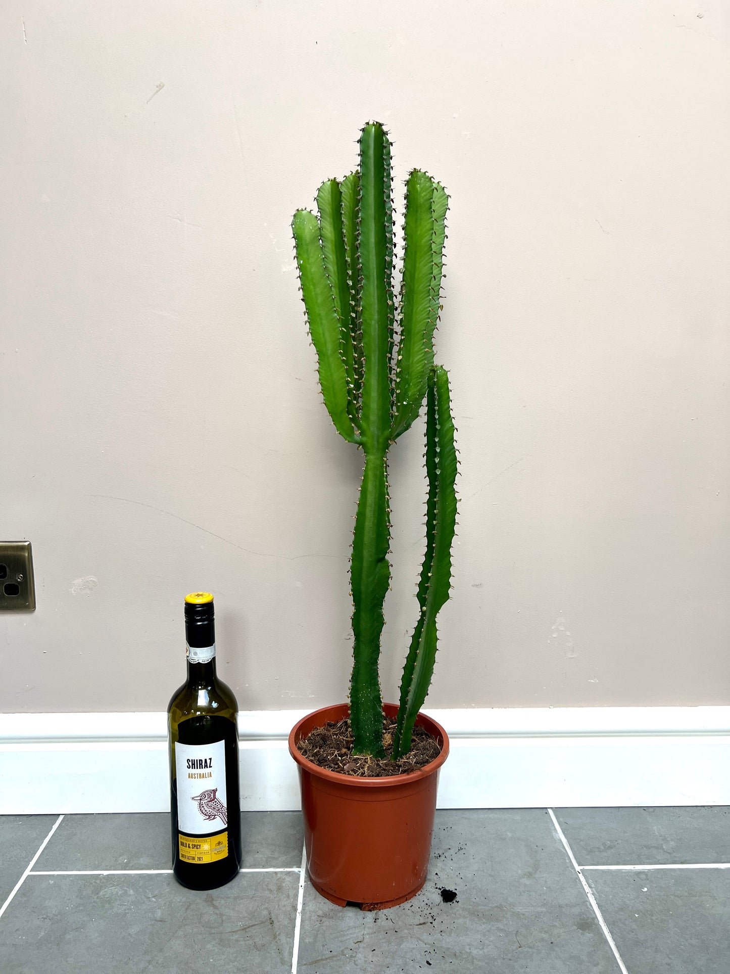 80cm Euphorbia Sp