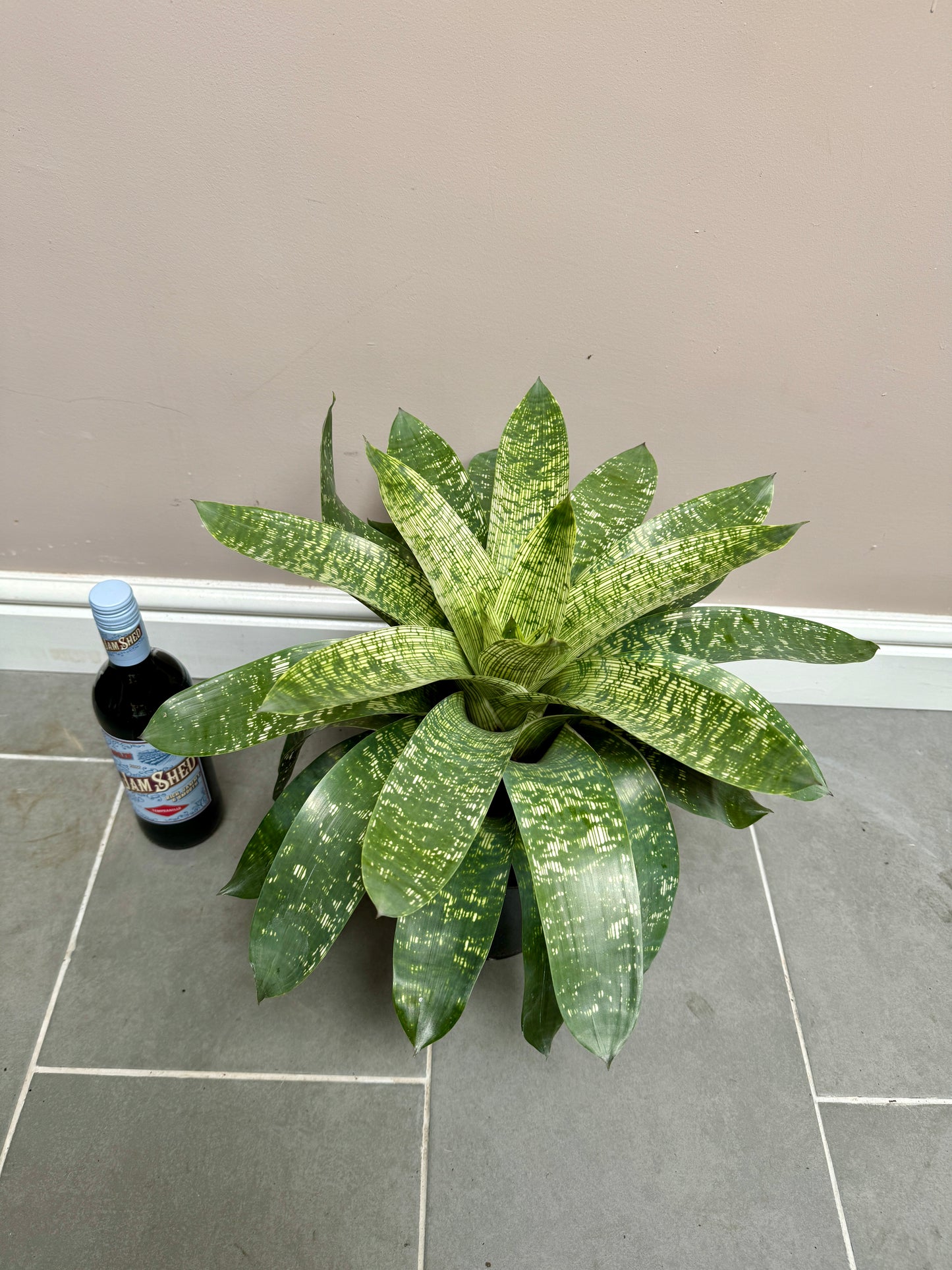 60cm Vriesea Gigantea