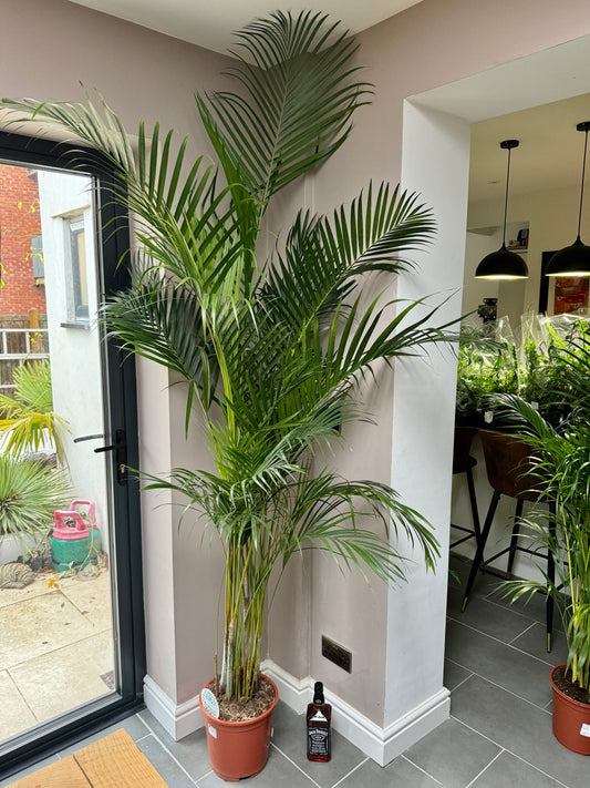 220cm Dypsis Lutescens (Areca Palm)