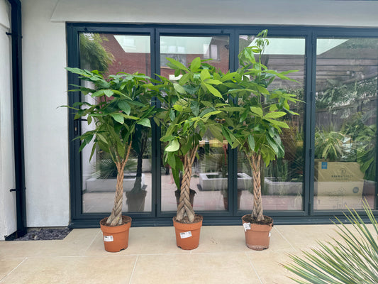 160cm Pachira Aquatica (Money Tree)