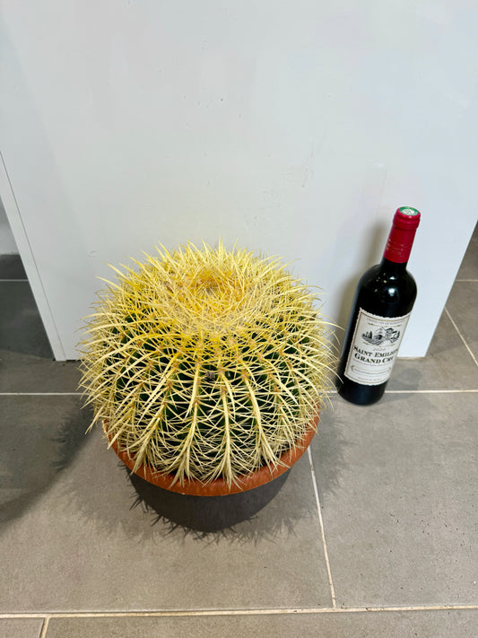 30cm Giant Barrel Cactus