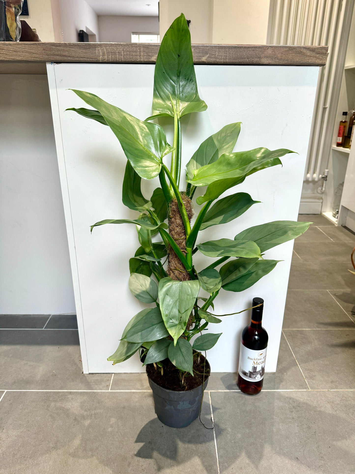 80cm Philodendron silver queen