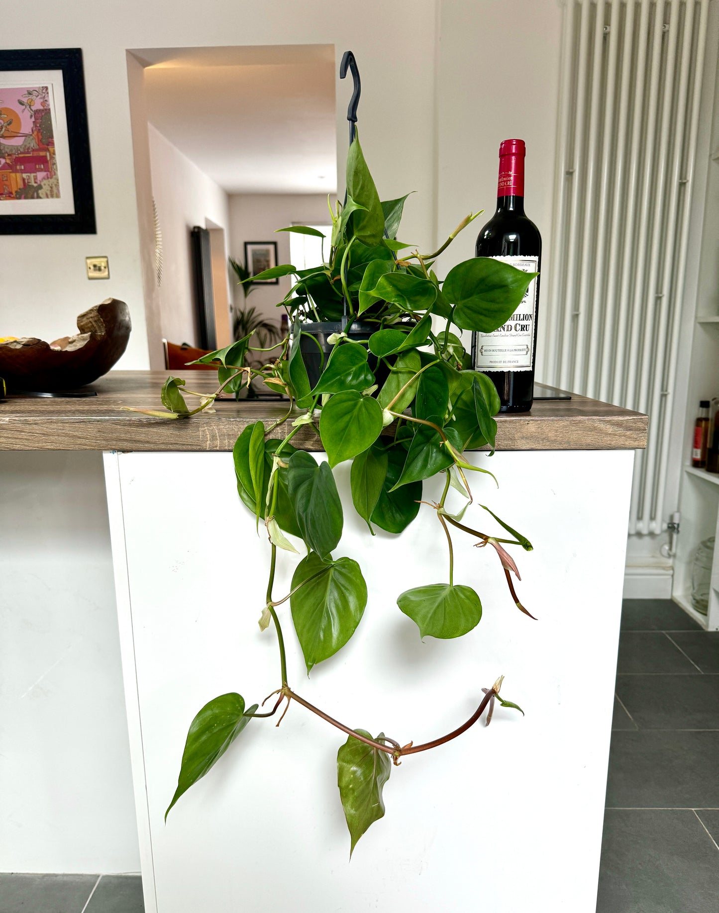 60cm Hanging Philodendron Scandens
