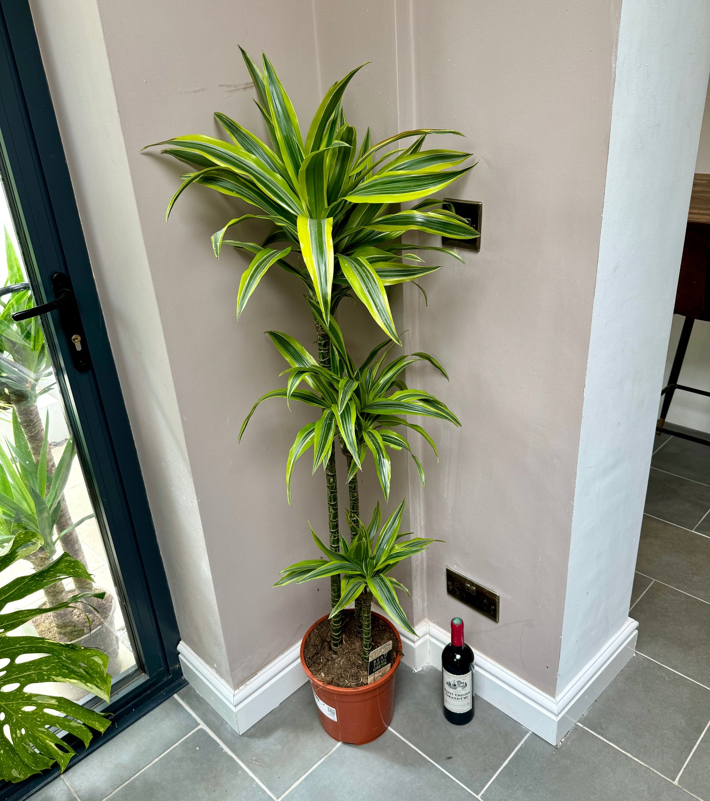 140cm Dracaena Lemon Lime (Dragon Tree)