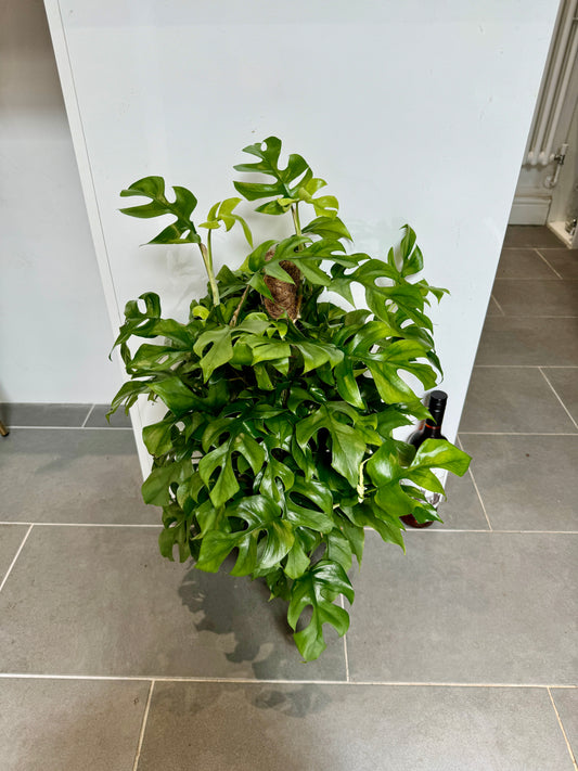 70cm Philodendron minima