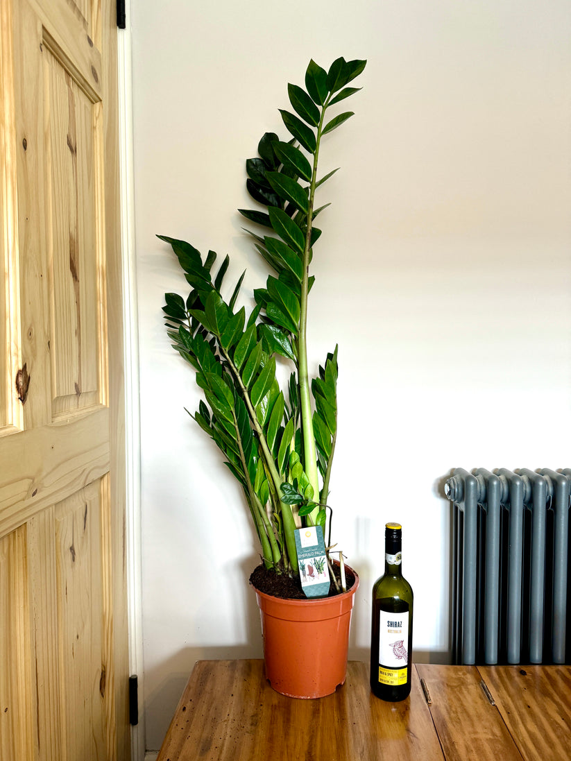 120cm ZZ house Plant - Zamioculcas Zamiifolia – Bristol Plant Man