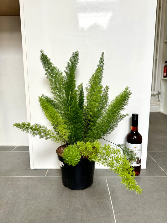 60cm Foxtail Fern (Asparagus Densiflorus)