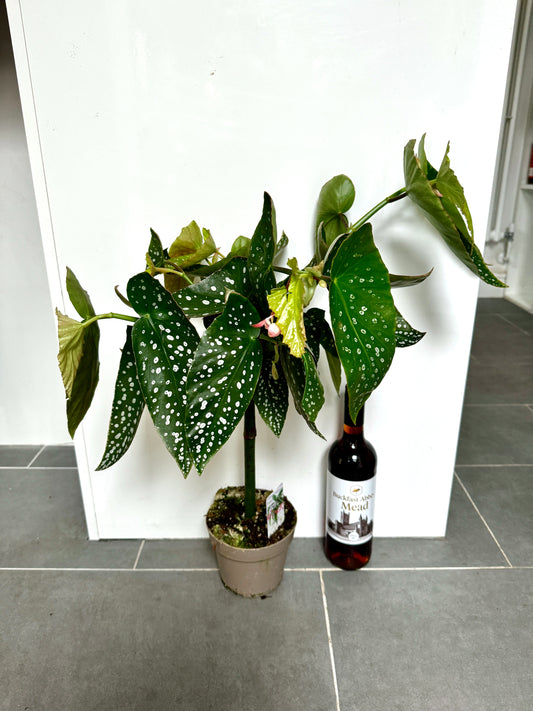 60cm Begonia Tamaya