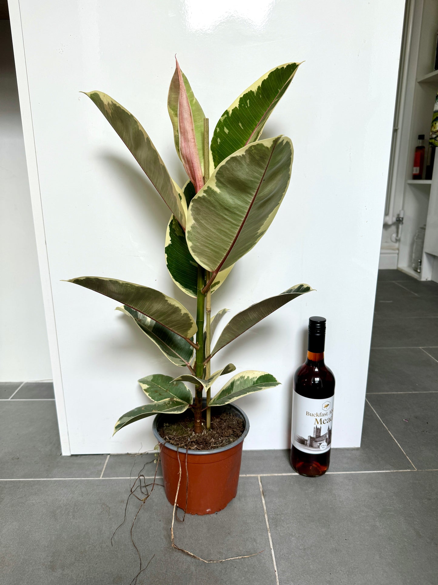 75cm Variegated Ficus Elastica (Rubber Tree)