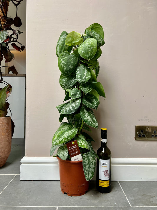 80cm Scindapsus Pictus (Satin Pothos)