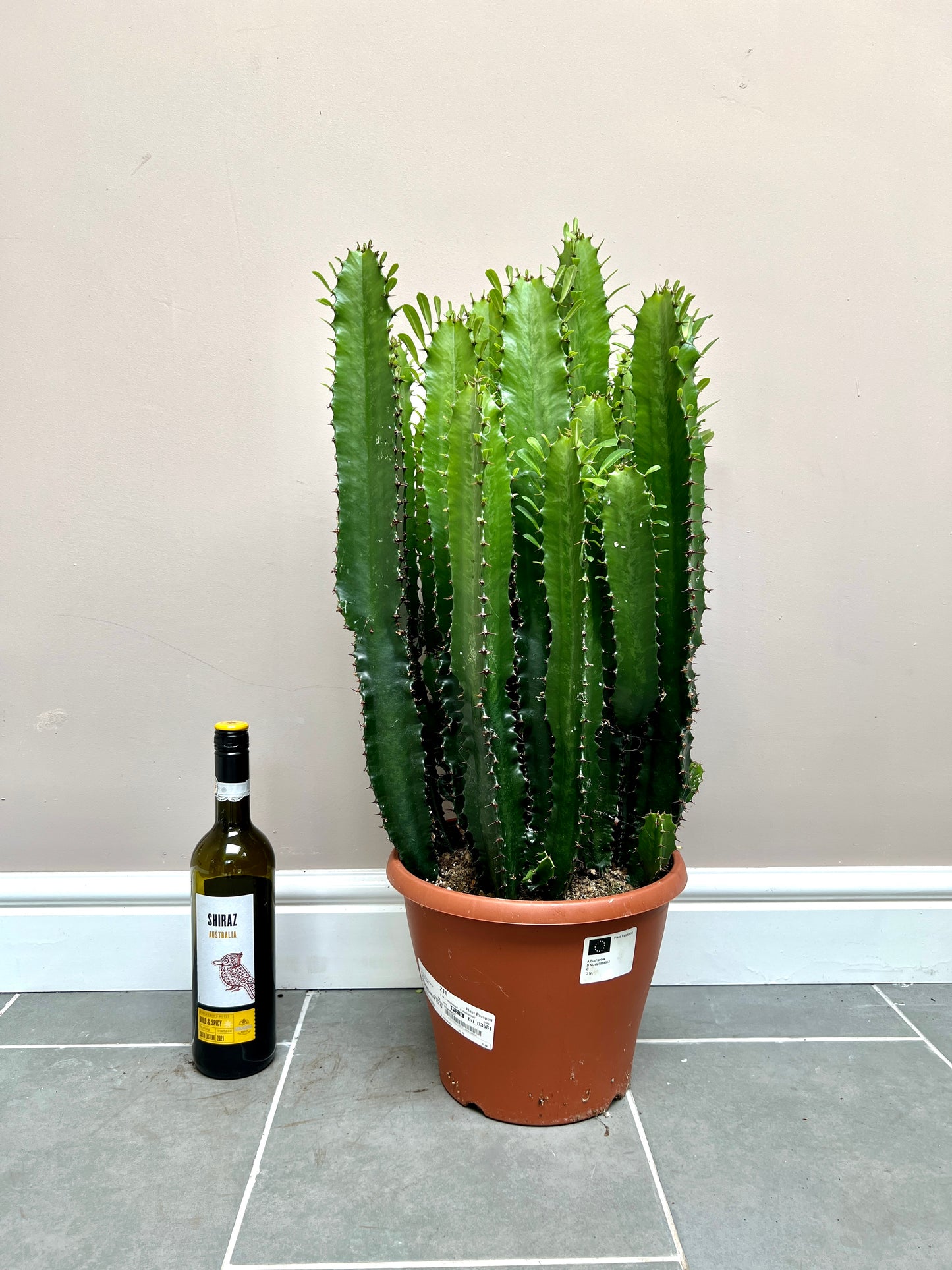 80cm Euphorbia Cactus