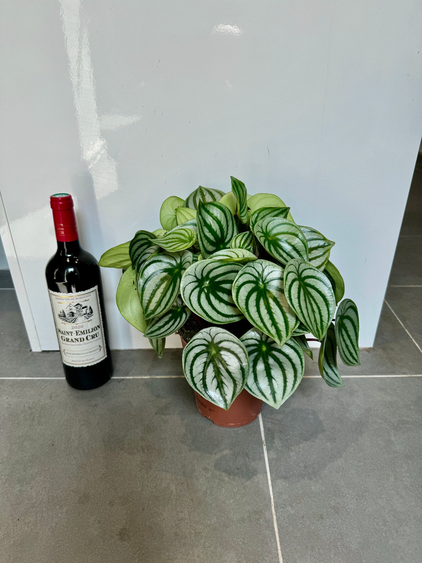 40cm Peperomia Watermelon