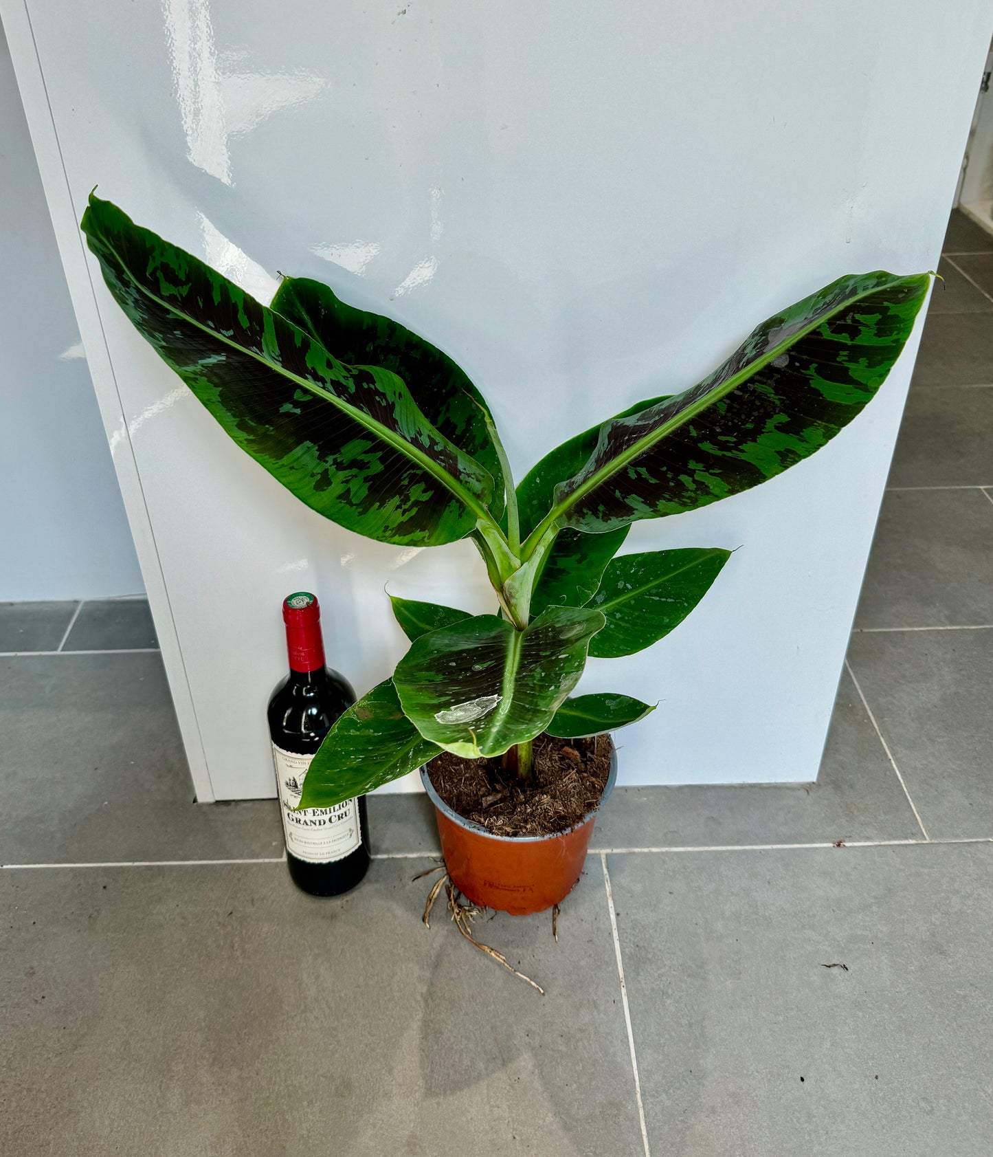 75cm Musa Cavendish (Banana Plant)
