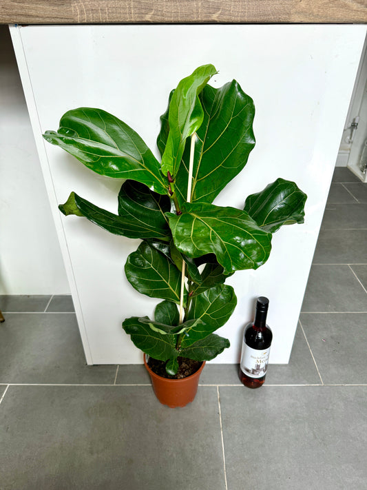 90cm Ficus Lyrata (Fiddle Leaf Fig)