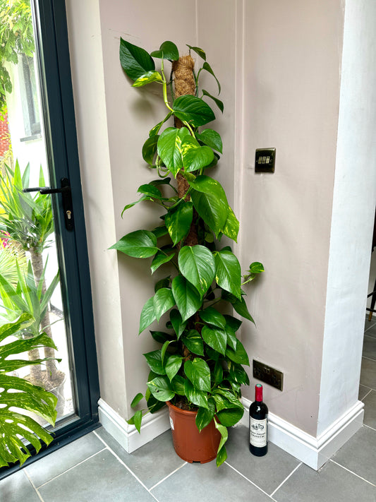 150cm Climbing Epipremnum Devils Ivy