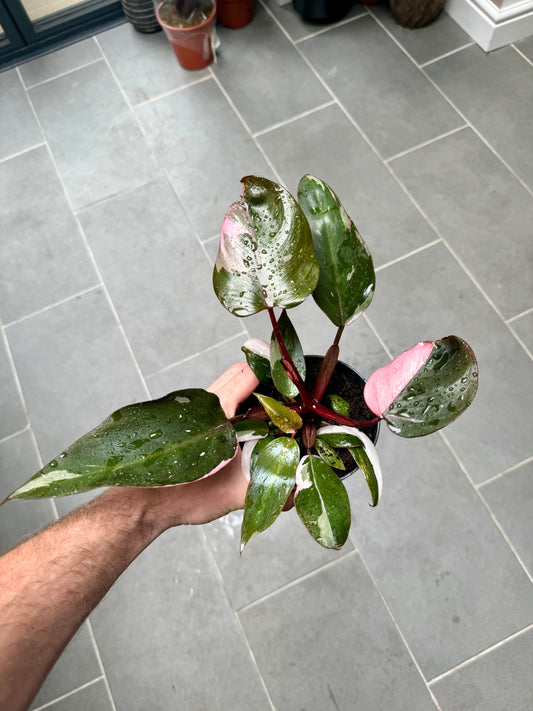 30cm Philodendron Pink Princess