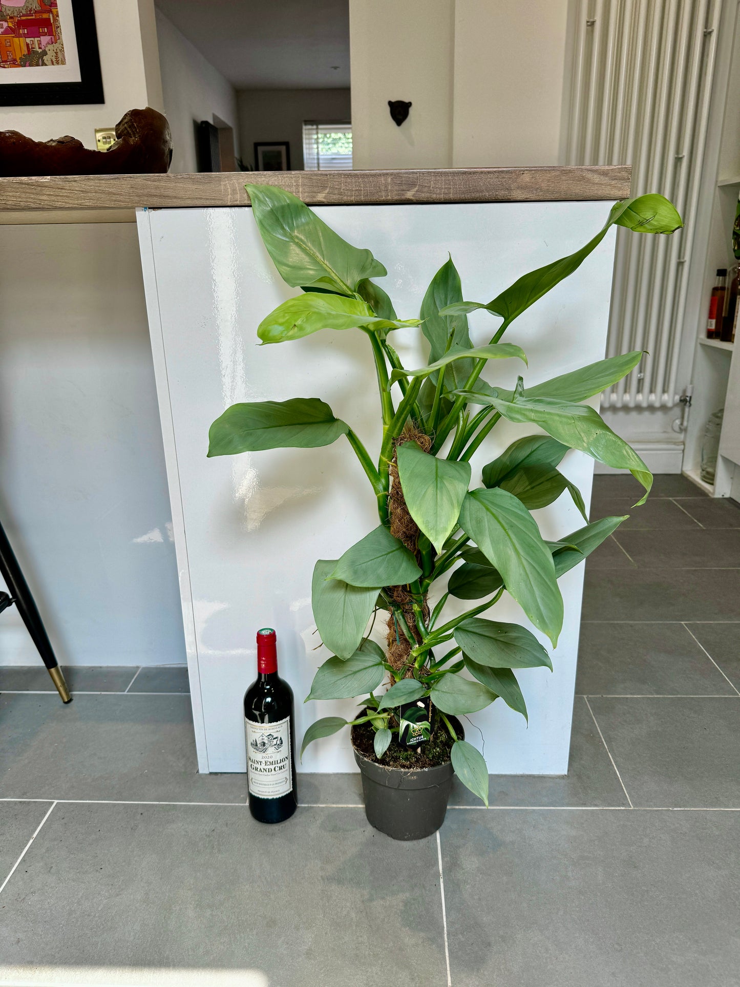 90cm Philodendron Silver Queen