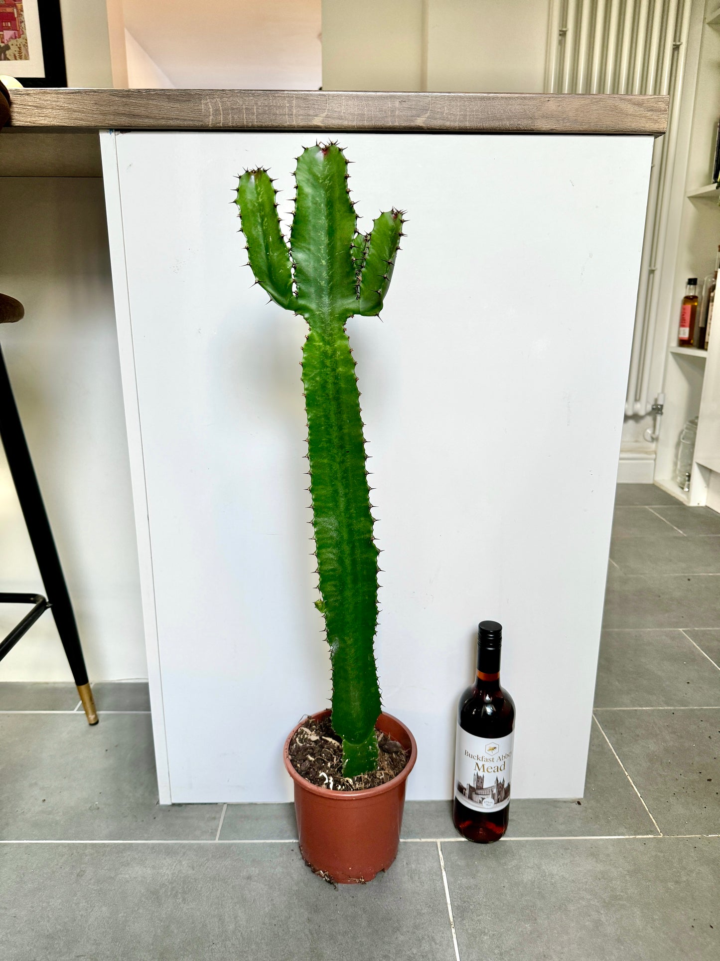 80cm Euphorbia Acrurensis Cactus