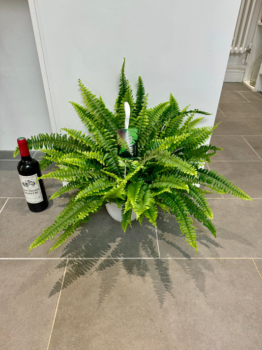 70cm Sword Fern (Nephrolepsis exaltata)