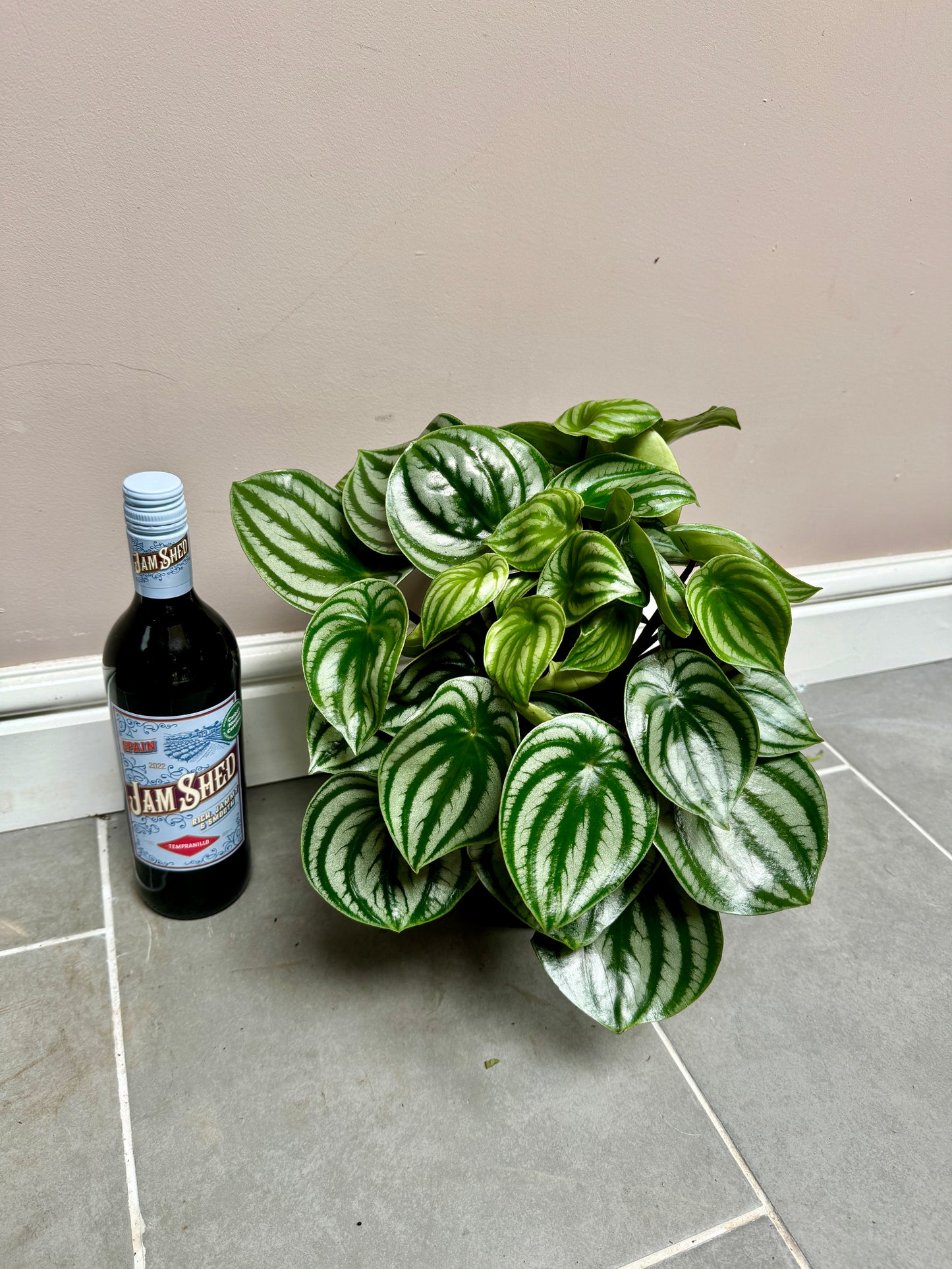 40cm Peperomia Watermelon