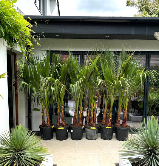 2m Washingtonia Robosta Triple Trunk Palm Trees