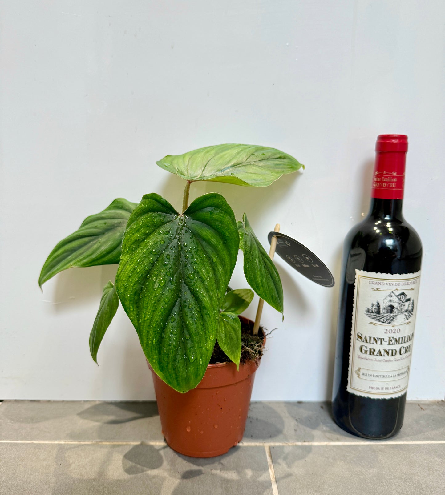 50cm Philodendron Plowmanii