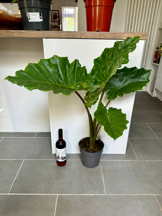 95cm Alocasia Portodora