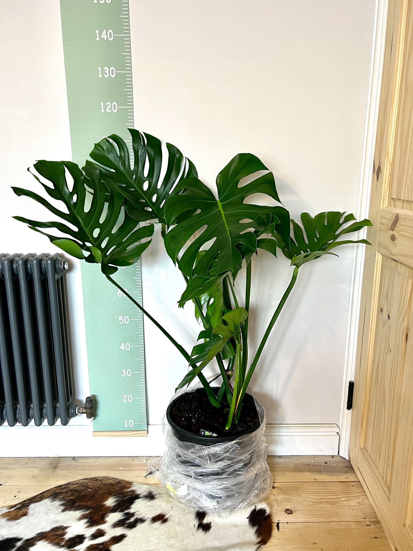 110cm Monstera Deliciosa (Swiss Cheese Plant) Large Form