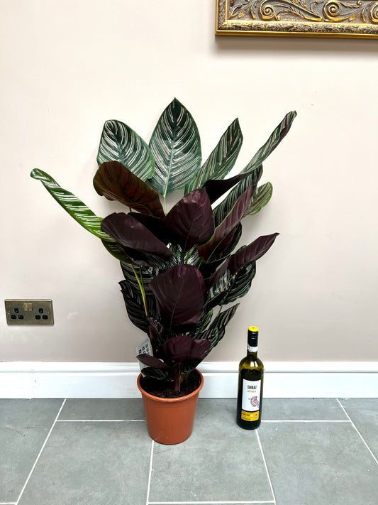 90cm Calathea Sanderiana