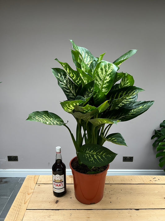 90cm Dieffenbachia dumb cane