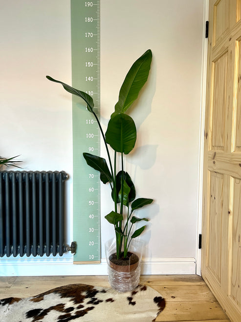 160cm Strelitzia Nicolai (Bird of Paradise) – Bristol Plant Man