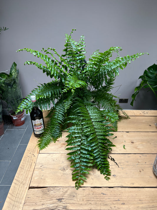 80cm Hanging Fern