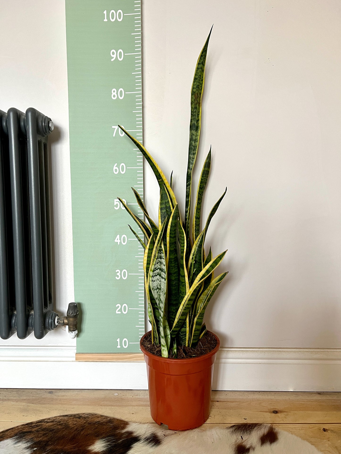 90cm Sansevieria (Snake Plant / Mother in Law’s Tongue)