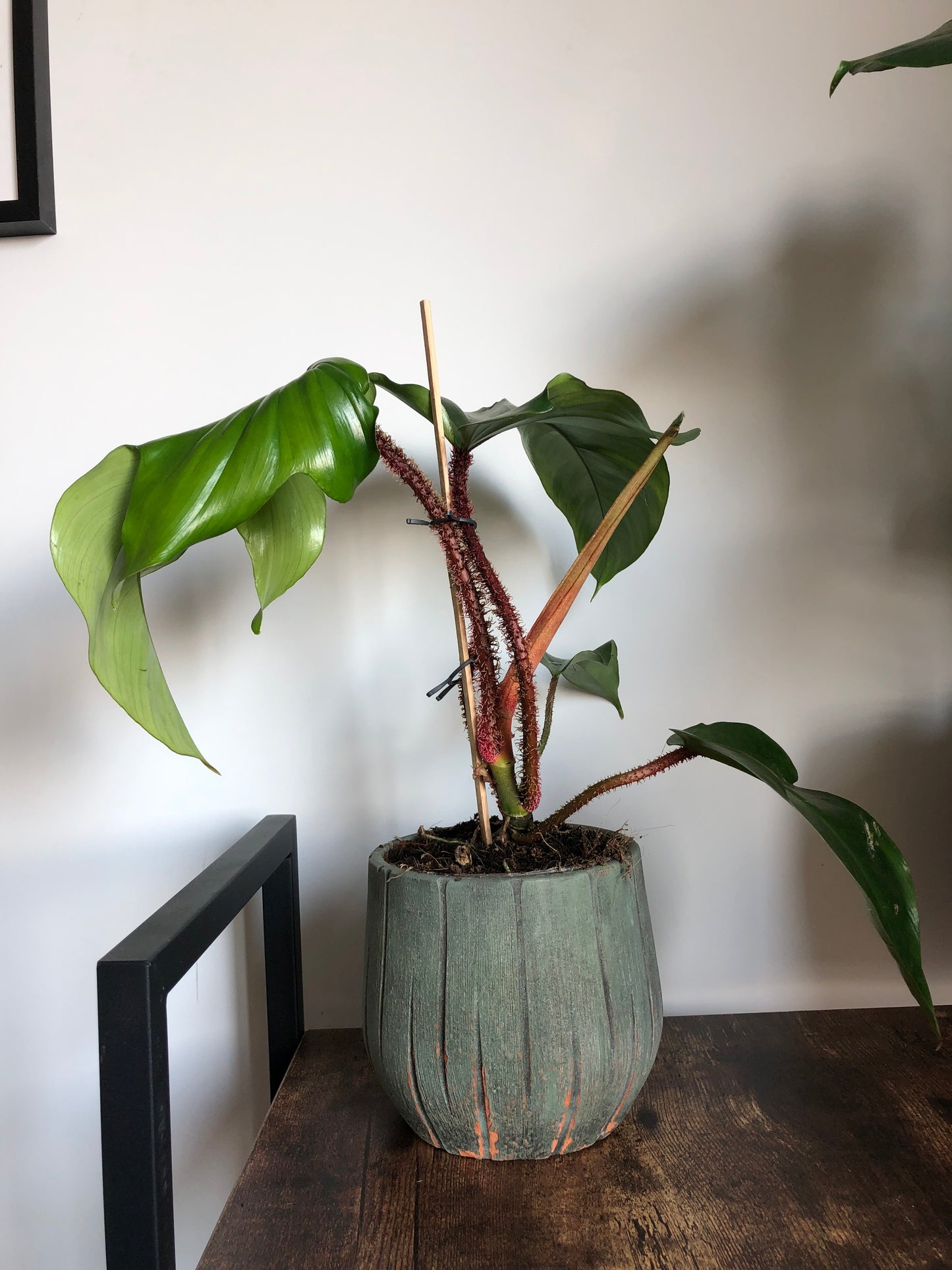 Red Spiny Plant (Philodendron squamiferum)