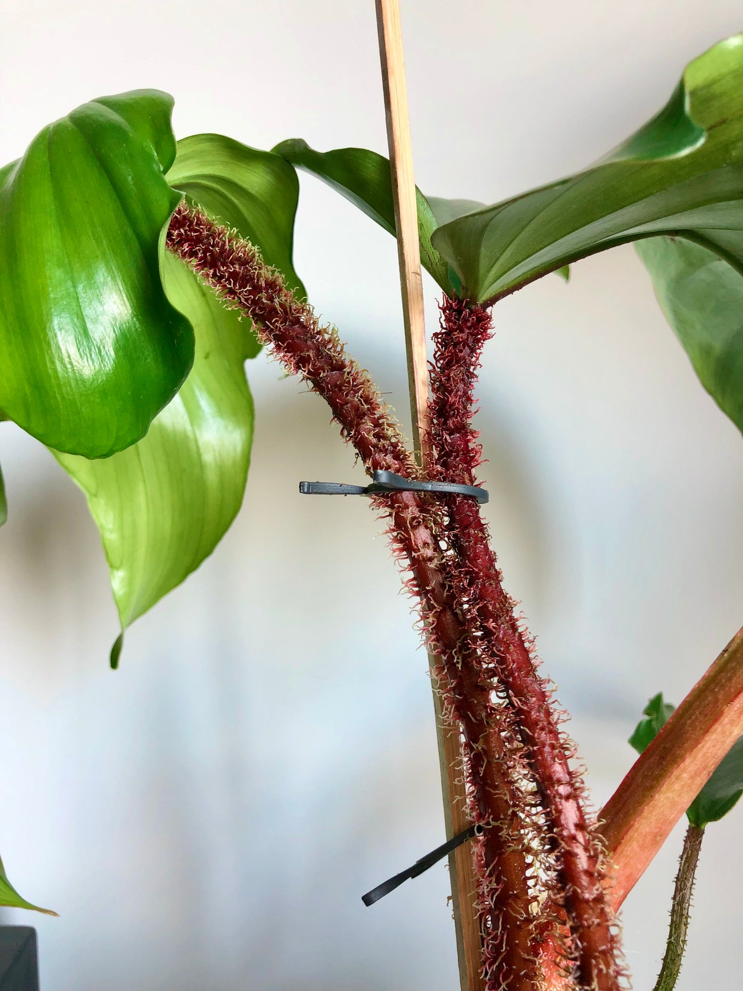 Red Spiny Plant (Philodendron squamiferum)