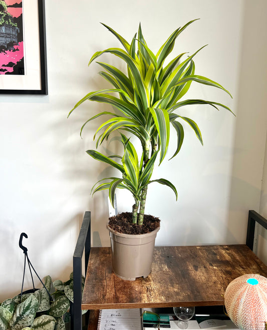 80cm Dracena Lemon Lime (Dragon Tree)