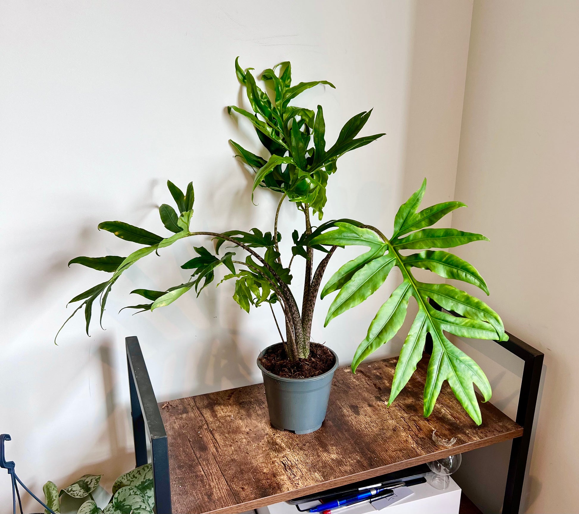 70cm Alocasia Brancifolia Pink Passion