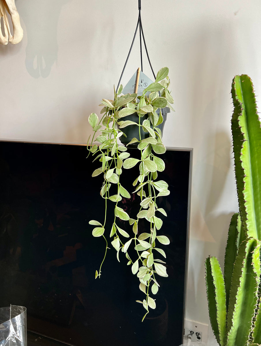 60cm Variegated Hanging Dischidia (String of Nickels) – Bristol Plant Man